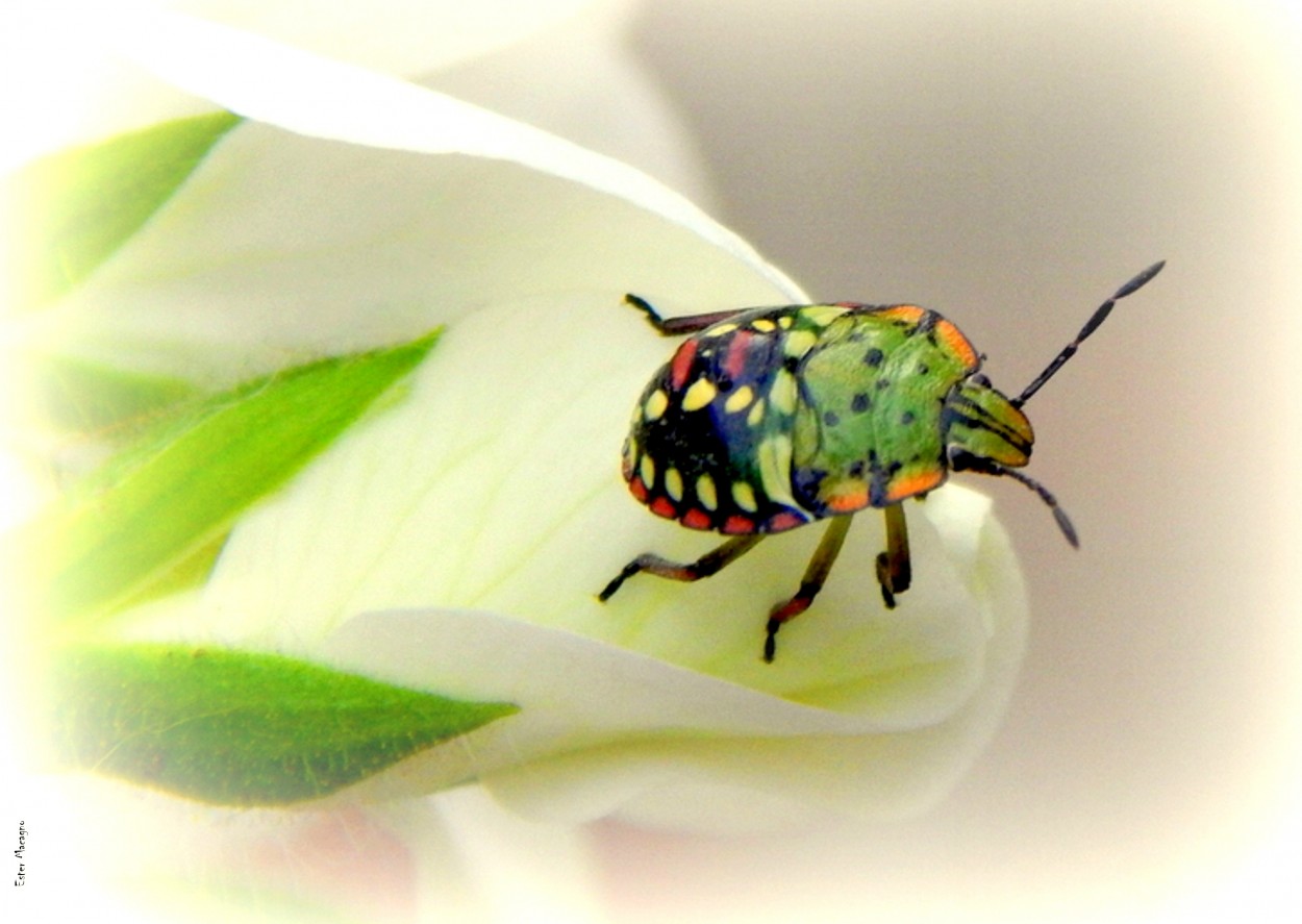 "Bella Naturaleza" de Ester Francisca Macagno