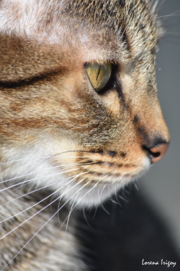 "Perfil felino" de Lorena Irigoy