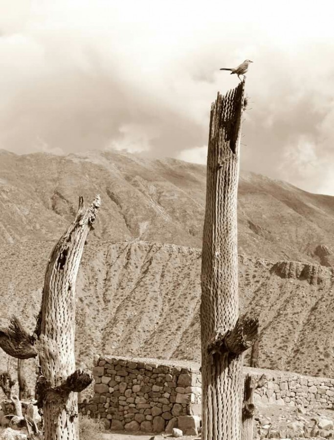 "La libertad" de Ana Vaccari