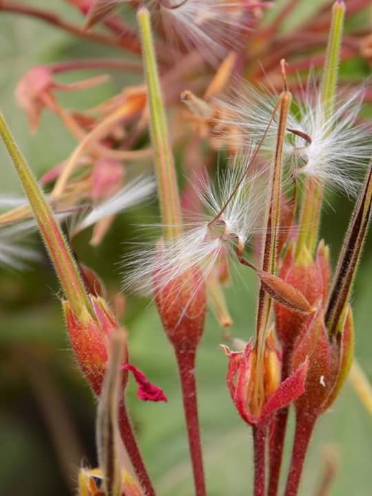 "Rastros de flor" de Silvina Errotabehere