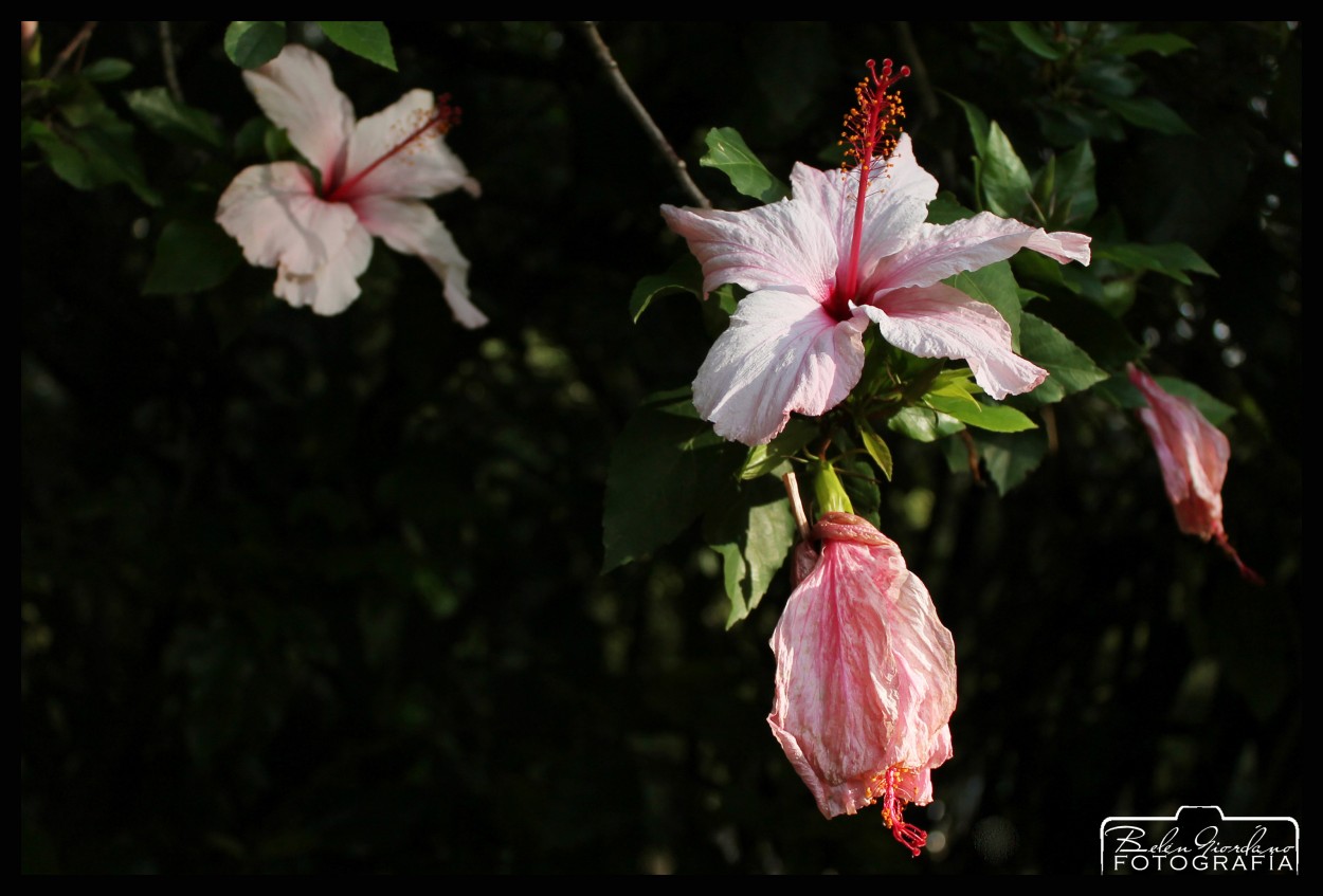 "Rosa china" de Beln Giordano