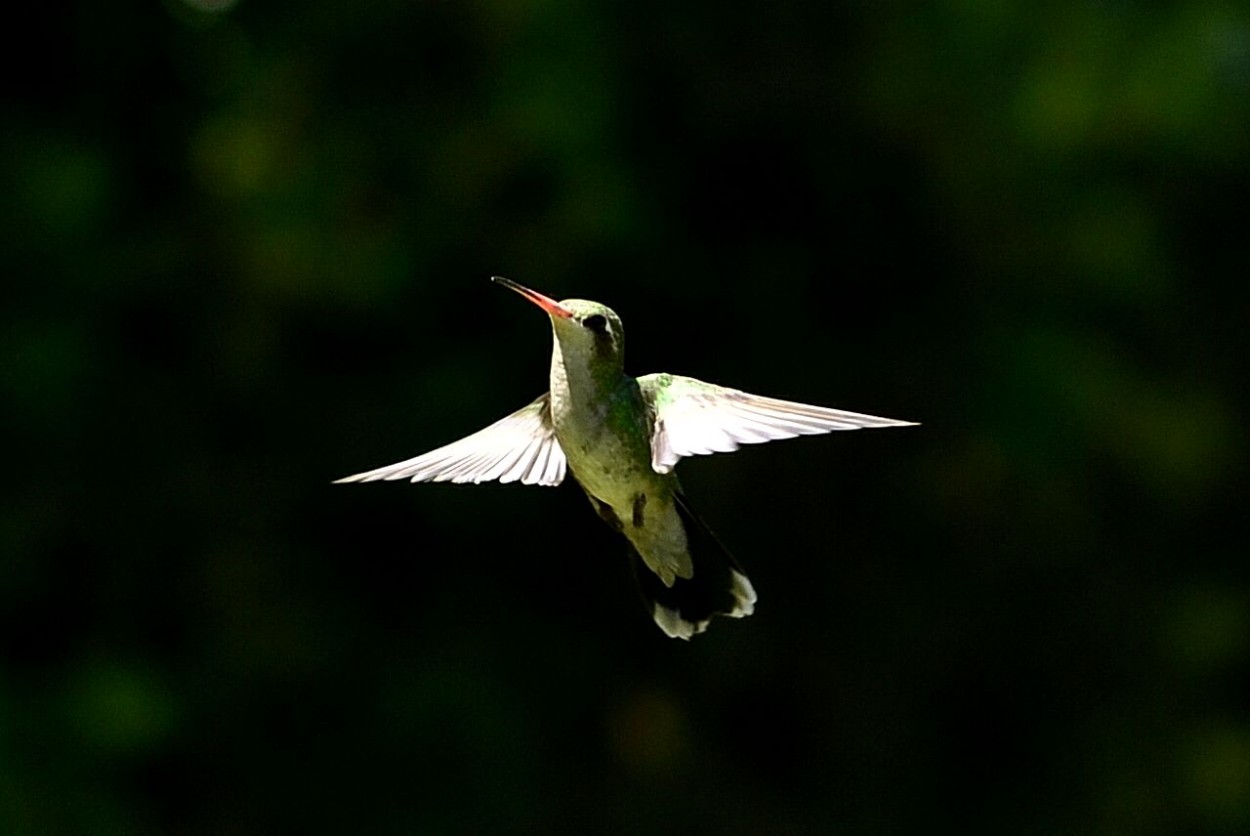 "El colibri" de Maria Liliana Fernandez Gill