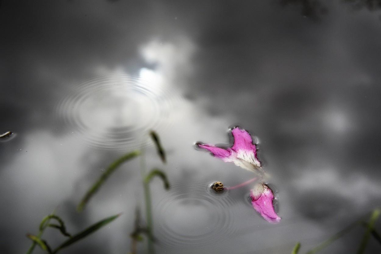 "llueve" de Mercedes Orden