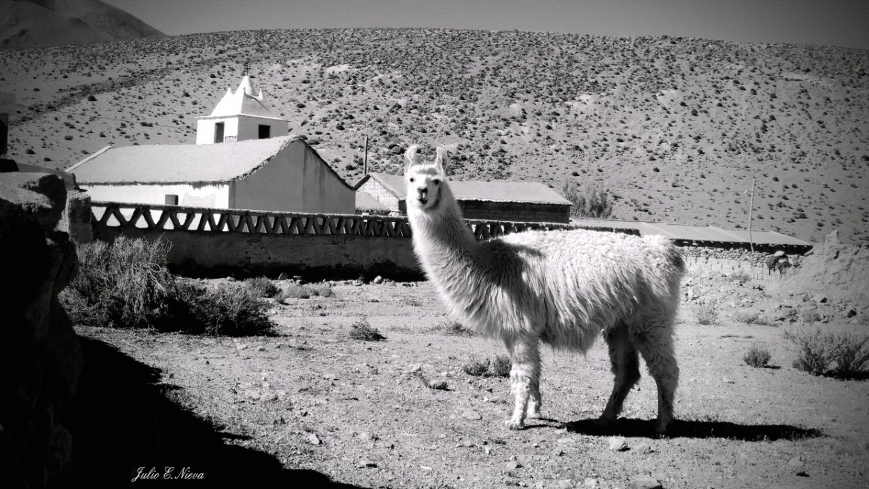 "`La llama`" de Julio Ernesto Nieva