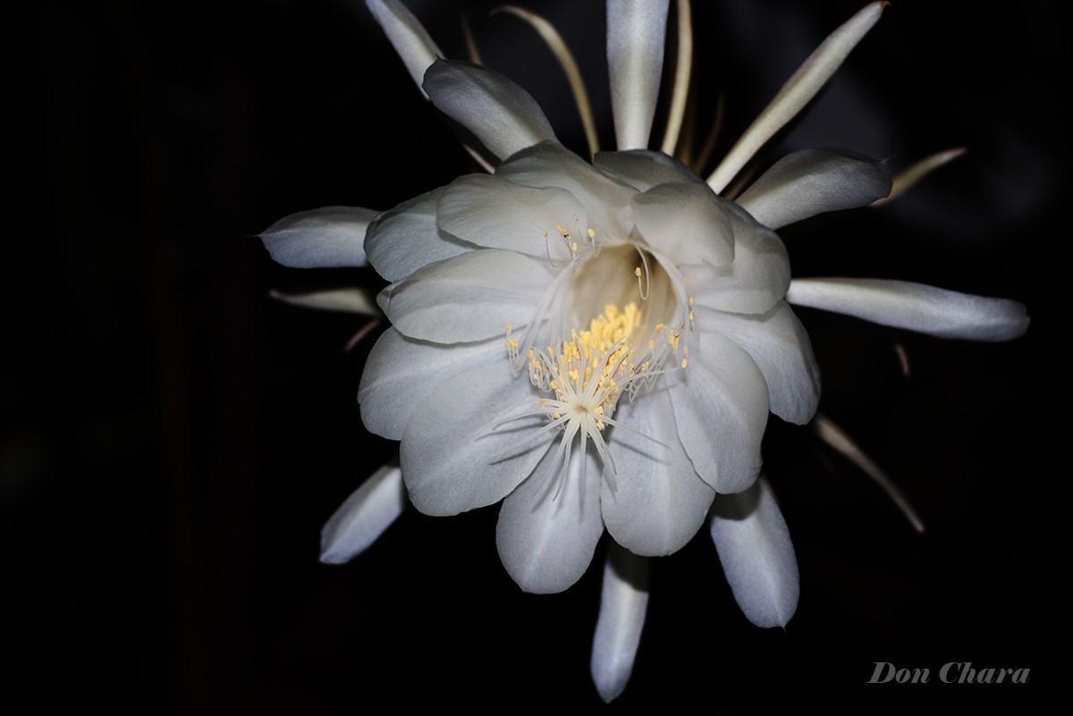 "Dama nocturna" de Maximo Alberto Chara