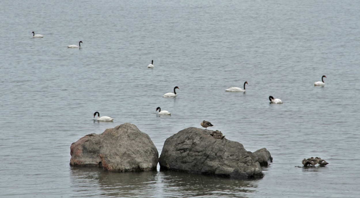 "Cisnes" de Sebastin Bastidas Rodriguez