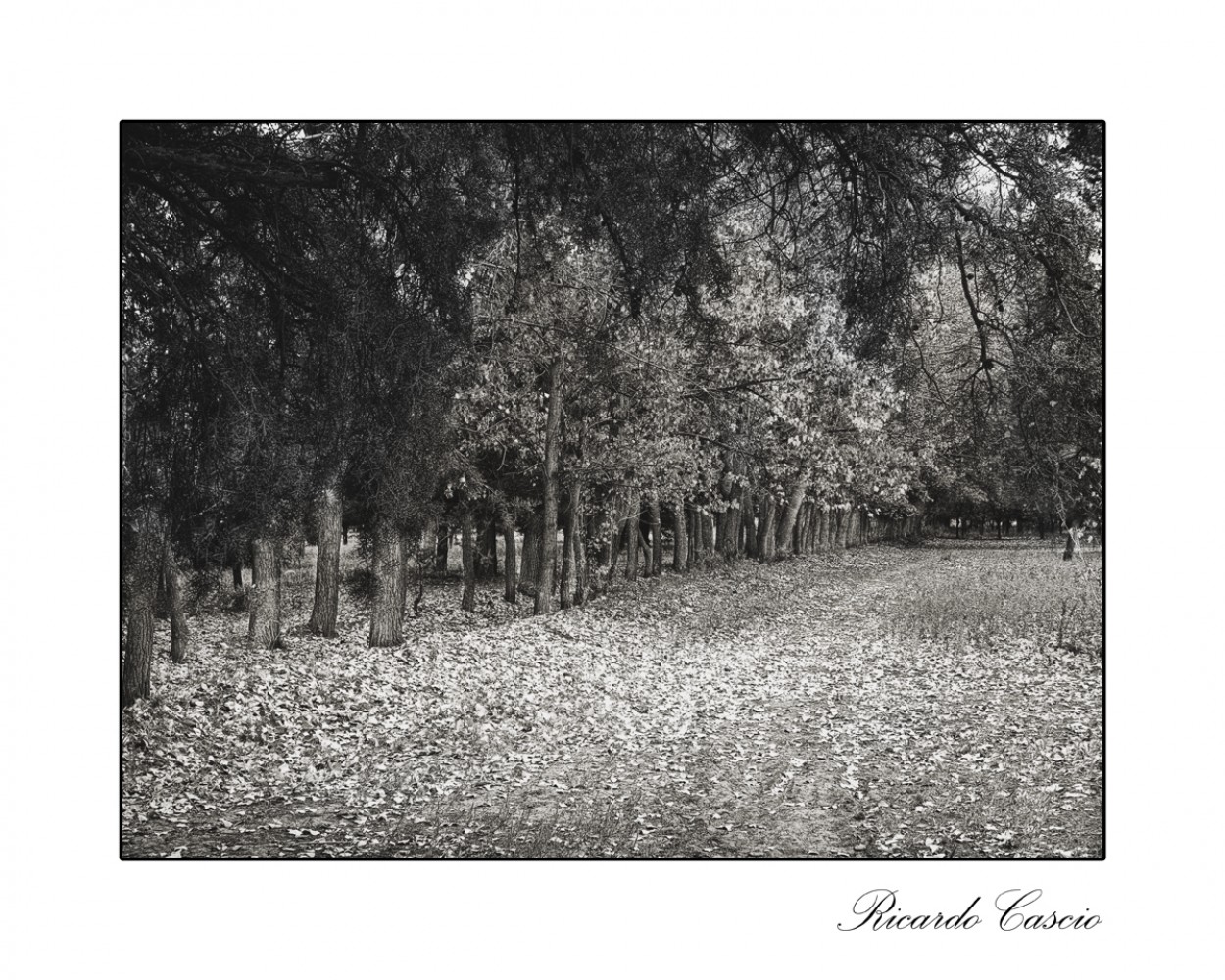 "Serenidad de los parques" de Ricardo Cascio