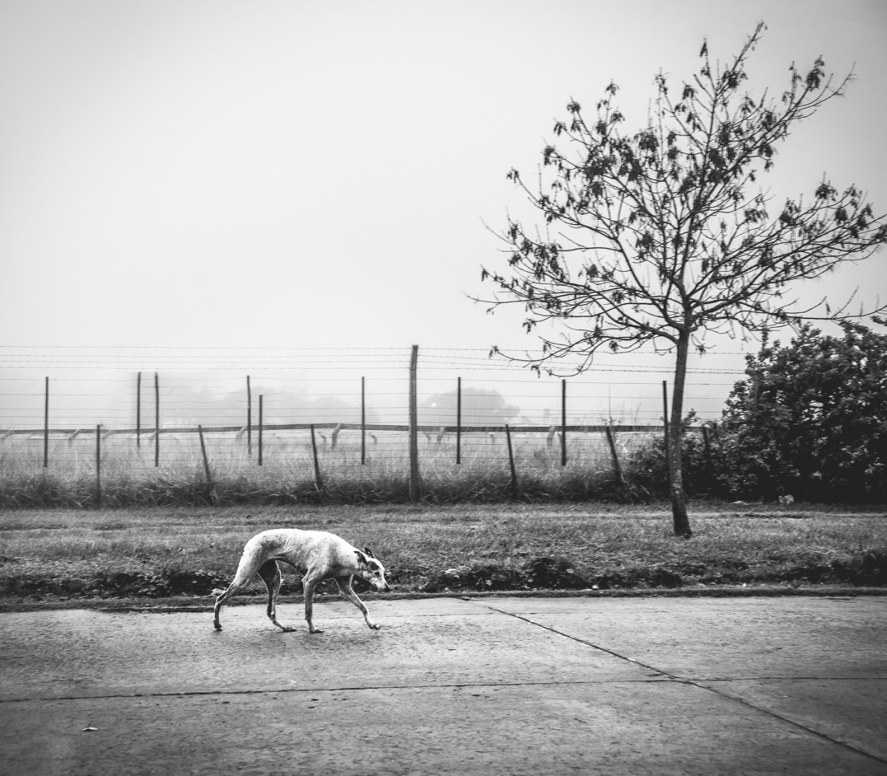 "El galgo" de Fernando Valdez Vazquez