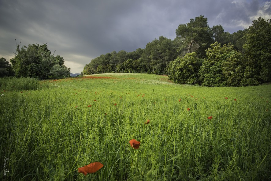 "Poppy Storm..." de Carmen Esteban