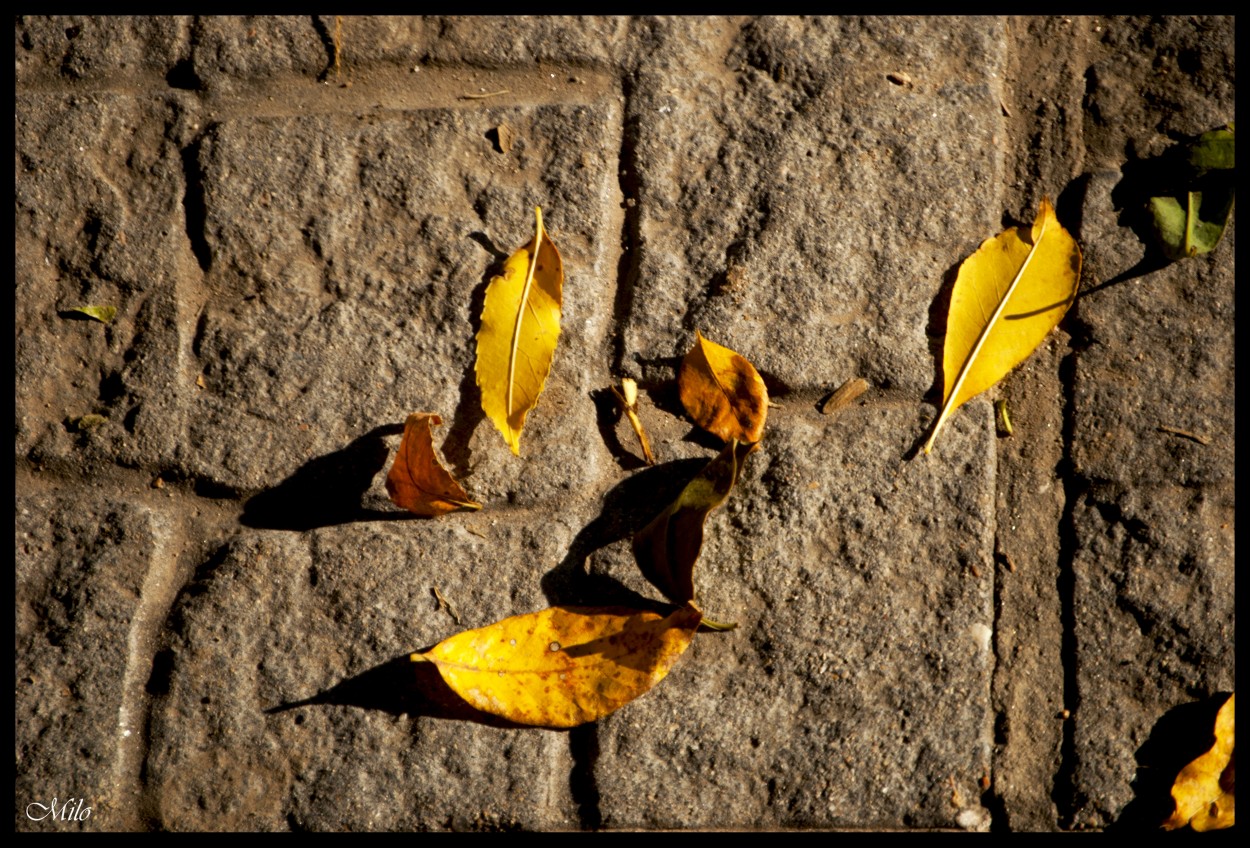 "Autumn" de Emilio Casas (milo)