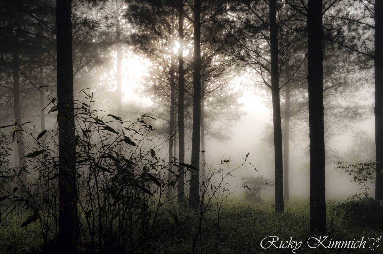 "Bosque Encantado" de Ricky Kimmich