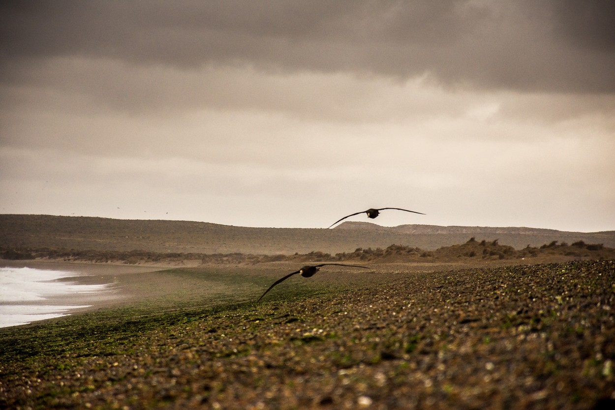 "Petrel Gigante Comun" de Pistara Emanuel