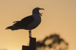 cantando al atardecer