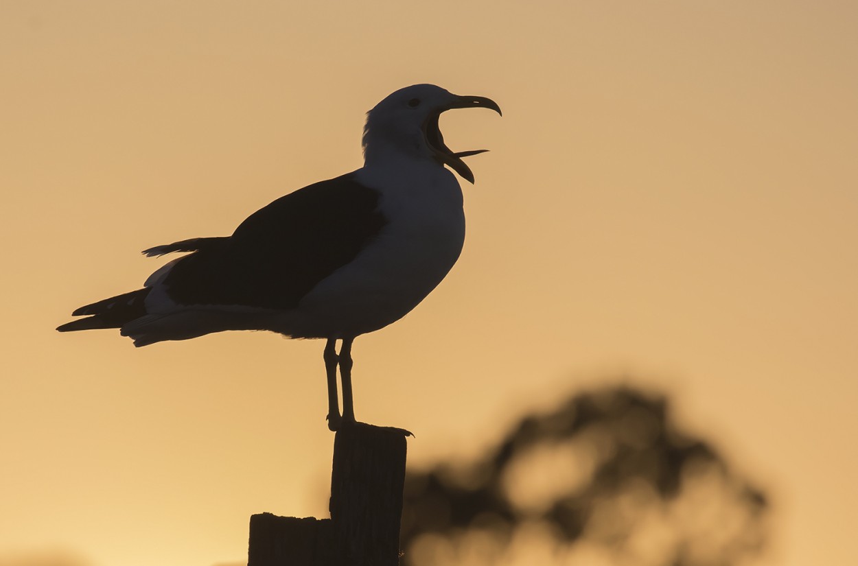 "cantando al atardecer" de Edith Polverini