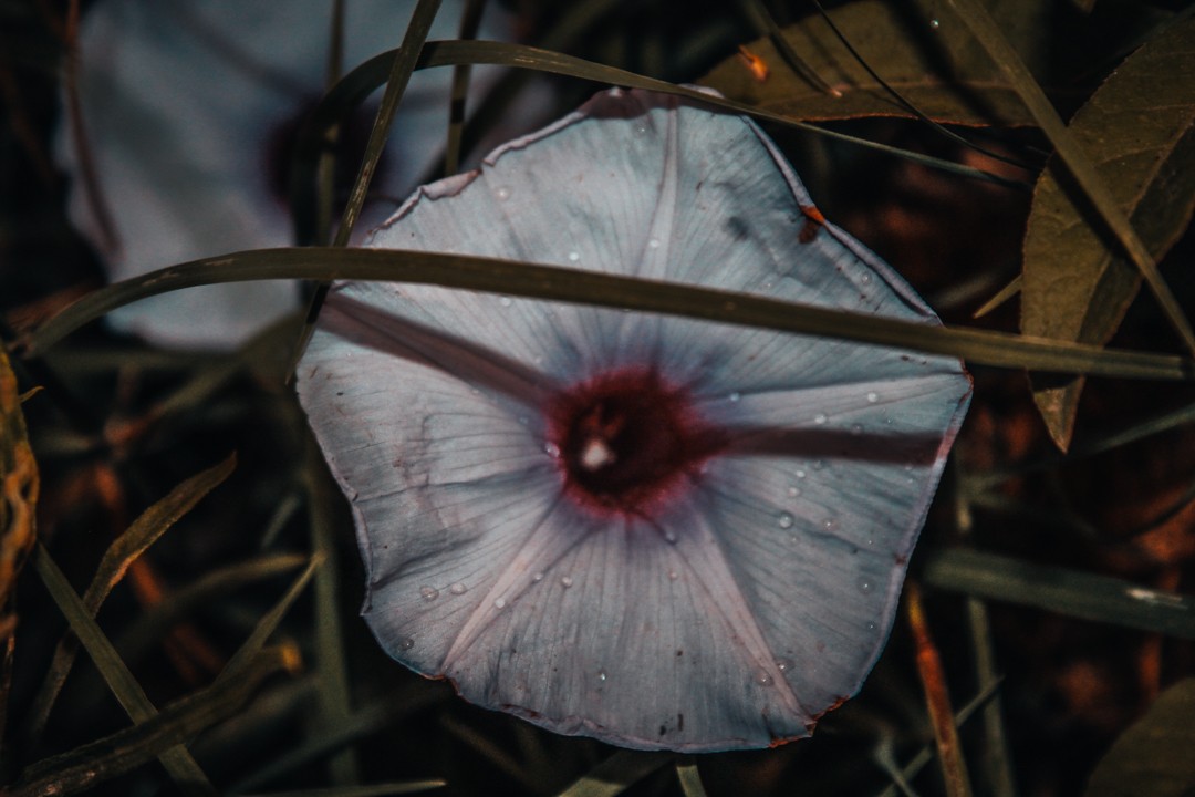 "de flores silvestres..." de Marianella Profita