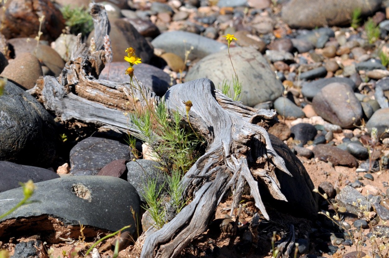 "Naturaleza feraz." de Carlos E. Wydler