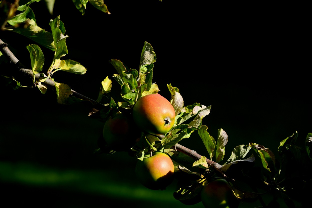 "Manzanas de Rio Negro..." de Stella Maris Haiek