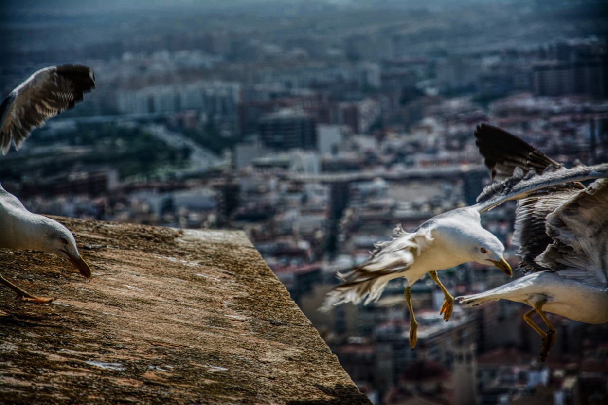 "** El Vuelo **" de Antonio Snchez Gamas (cuky A. S. G. )