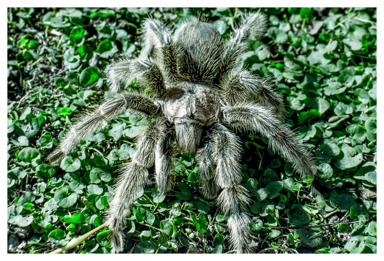 "Grammostola rosae (tarntula chilena)" de Mario Bava