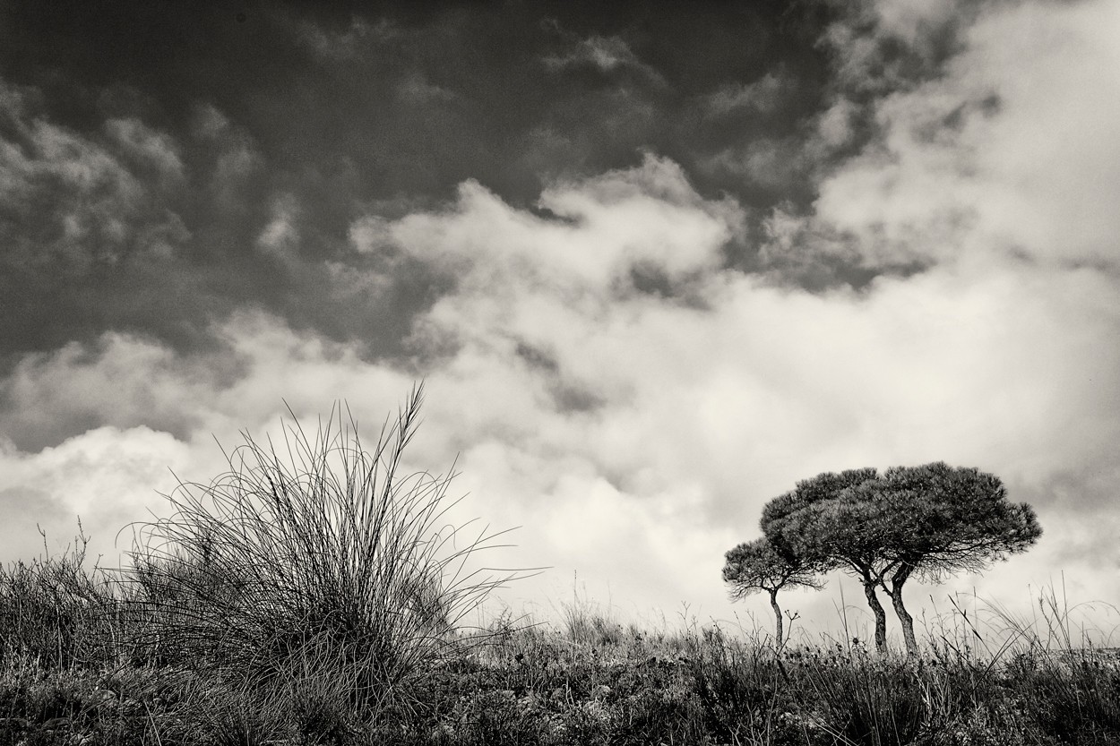 "esparto y pinos" de Francisco Jos Cerd Ortiz