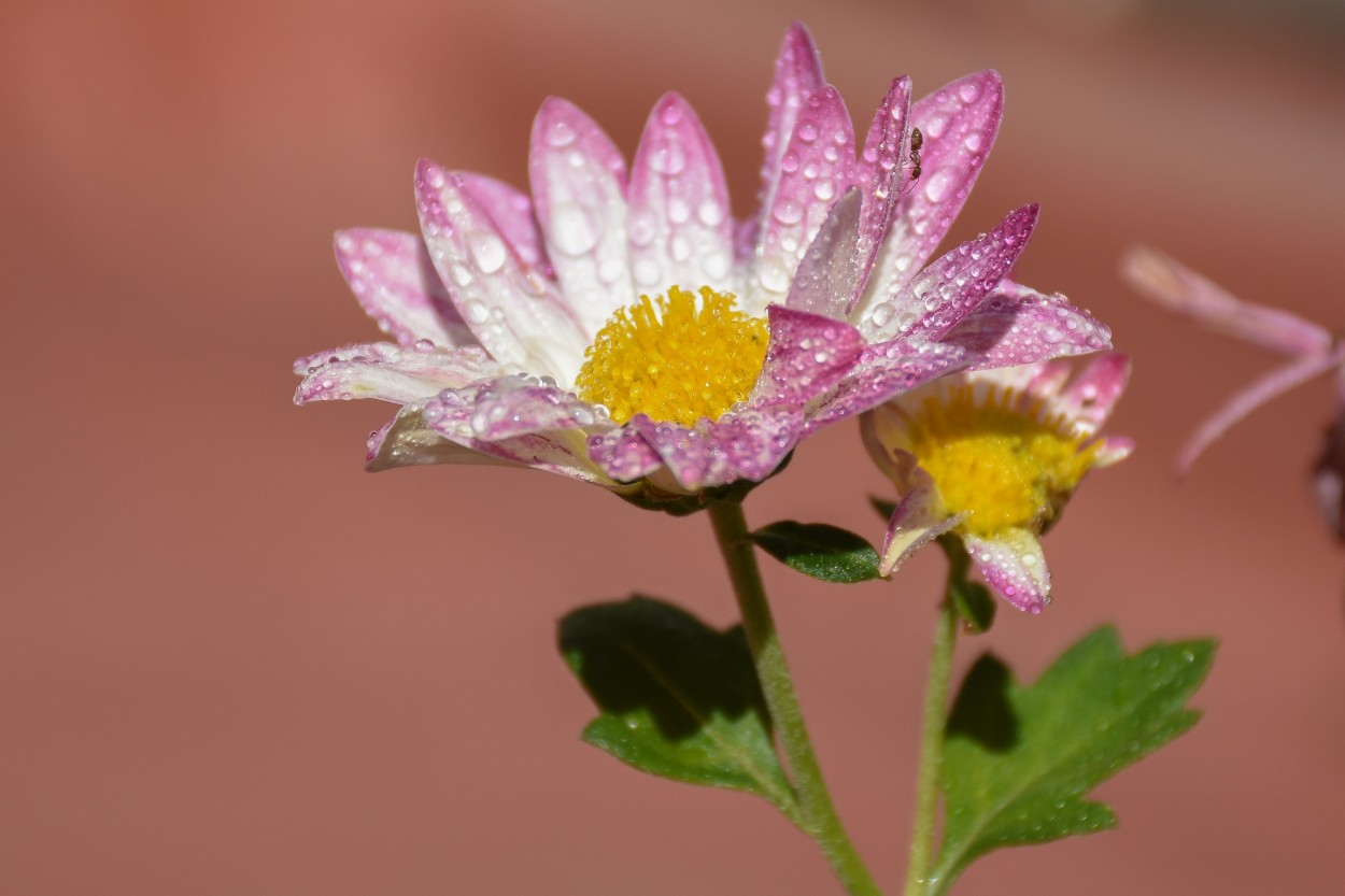 "Probando un poco de macrofotografia" de Valentina Alves