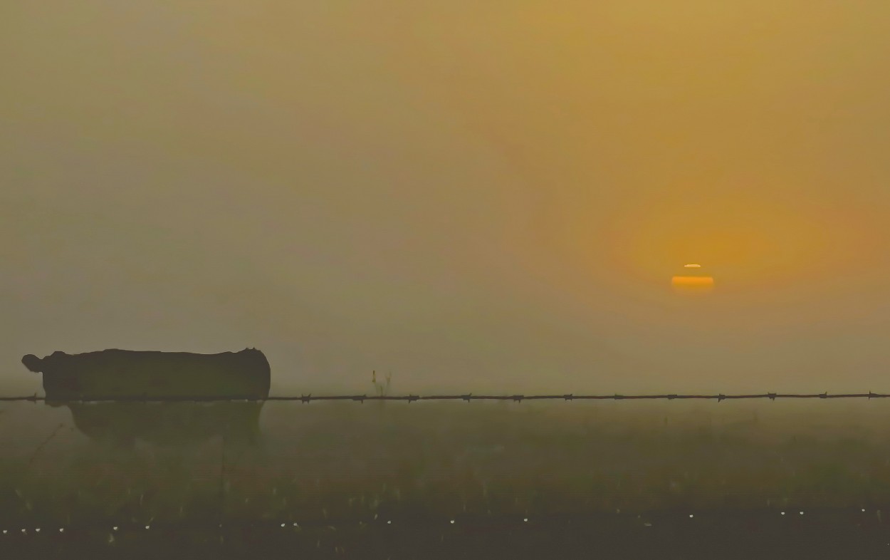 "de pampa y niebla" de Viviana Garca