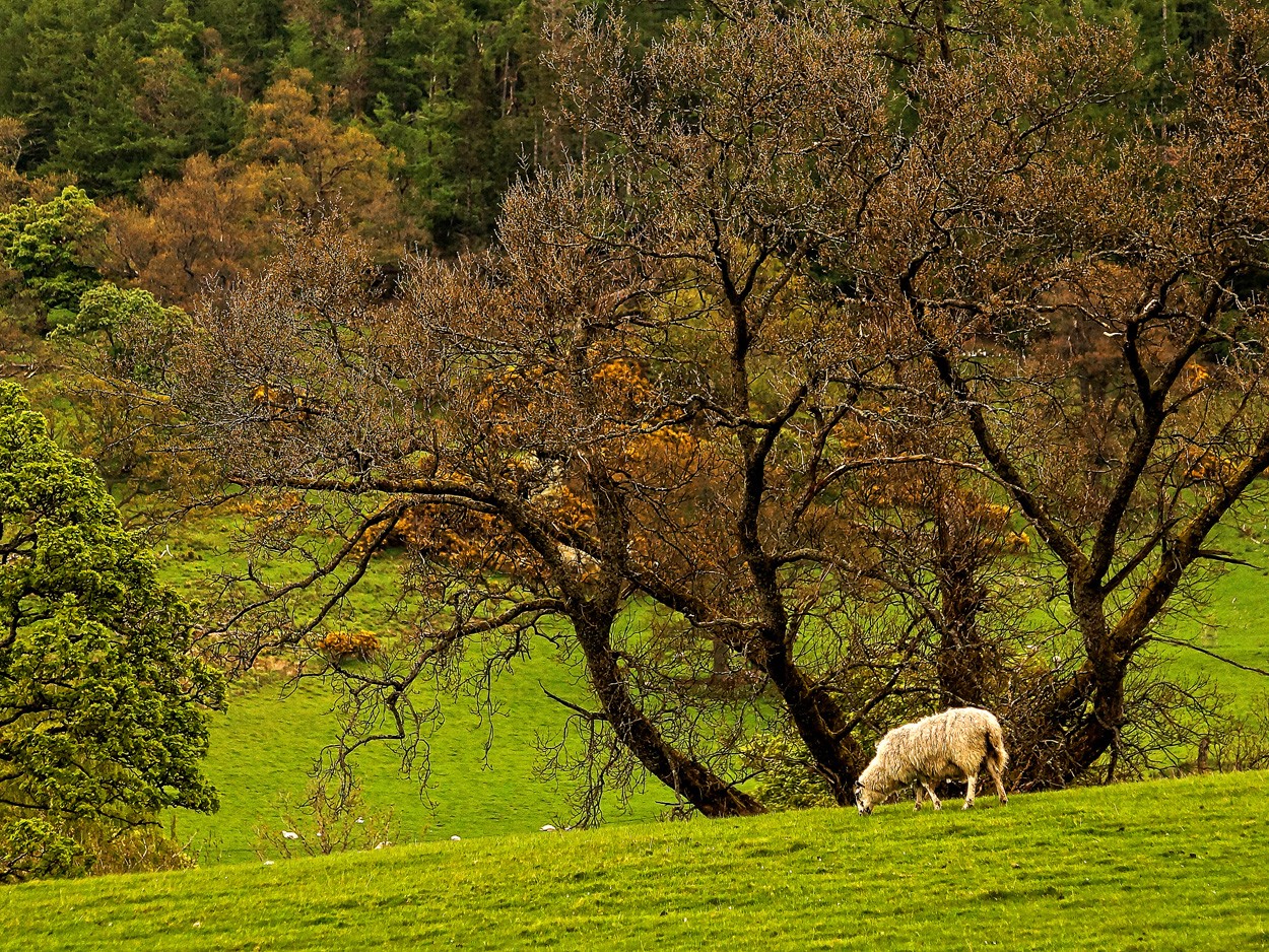 "Merino." de Gerardo Saint Martn