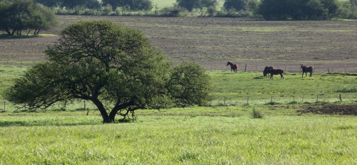 "El espinillo." de Francisco Luis Azpiroz Costa