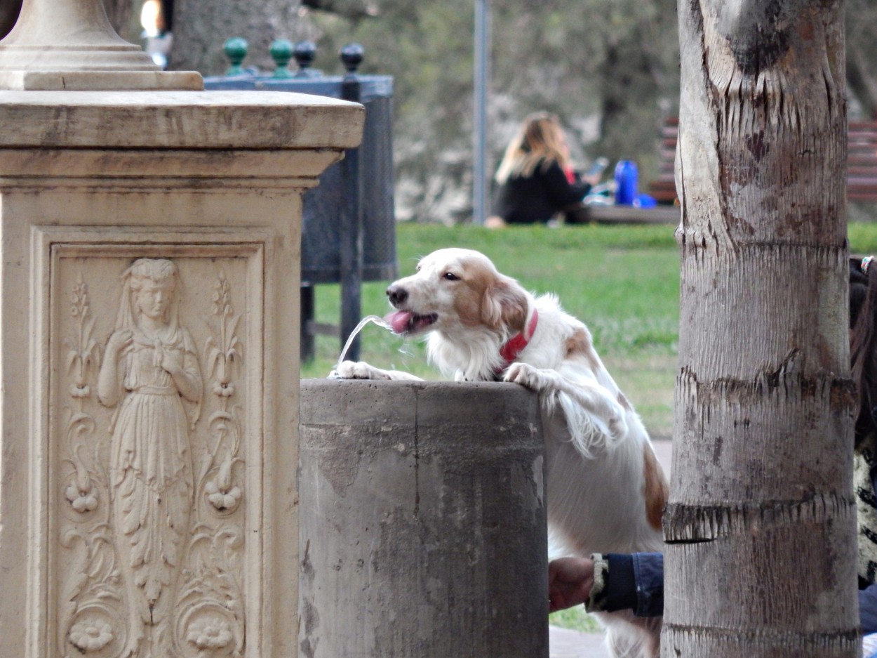 "Sed perruna...!" de Jos Luis Mansur