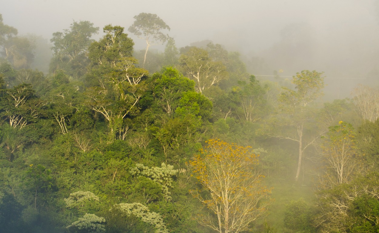 "Selva" de Leonardo Perissinotto