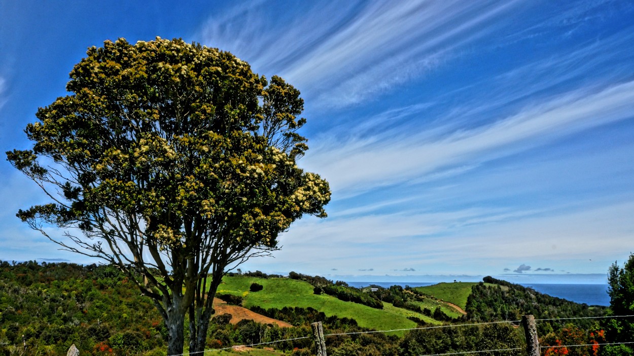 "campo" de Ruben Alex Villarroel