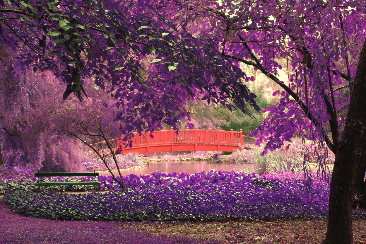 "jardn de fantasa" de Guillermo Covelli