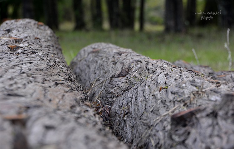 "bosques del sur" de Andrea Cormick