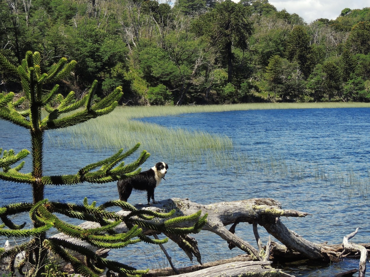 "De paseo en el Lago." de Lola Preidun