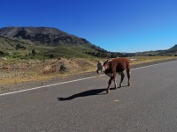 El caminante.