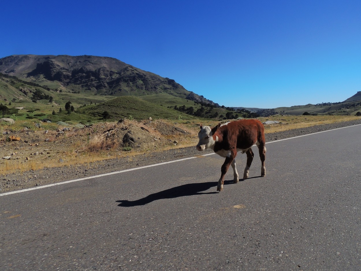 "El caminante." de Lola Preidun