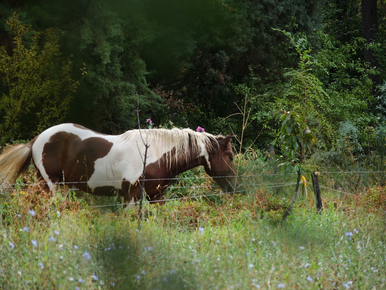 "Caballo." de Lola Preidun