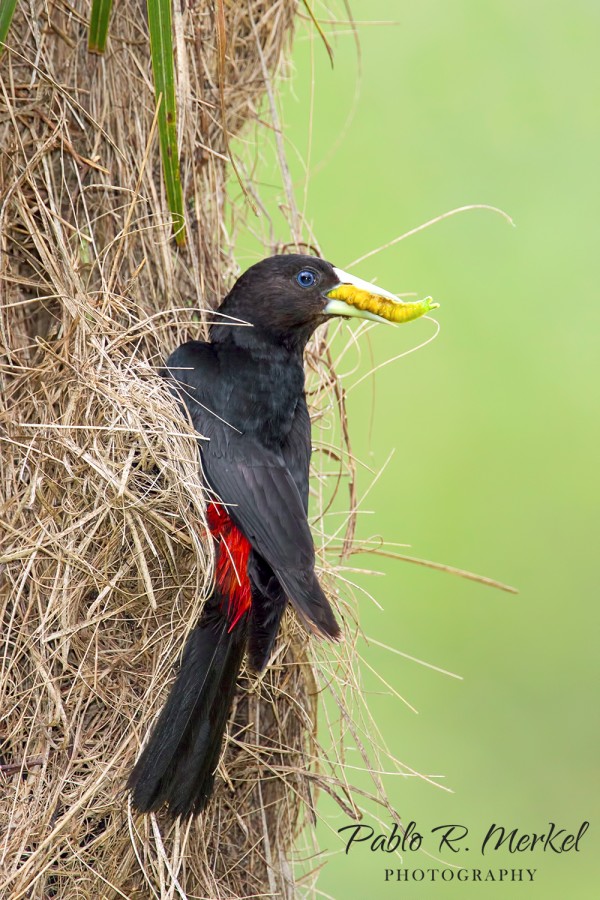 "Boyero Cacique (Cacicus haemorrhous)" de Pablo Rodriguez Merkel