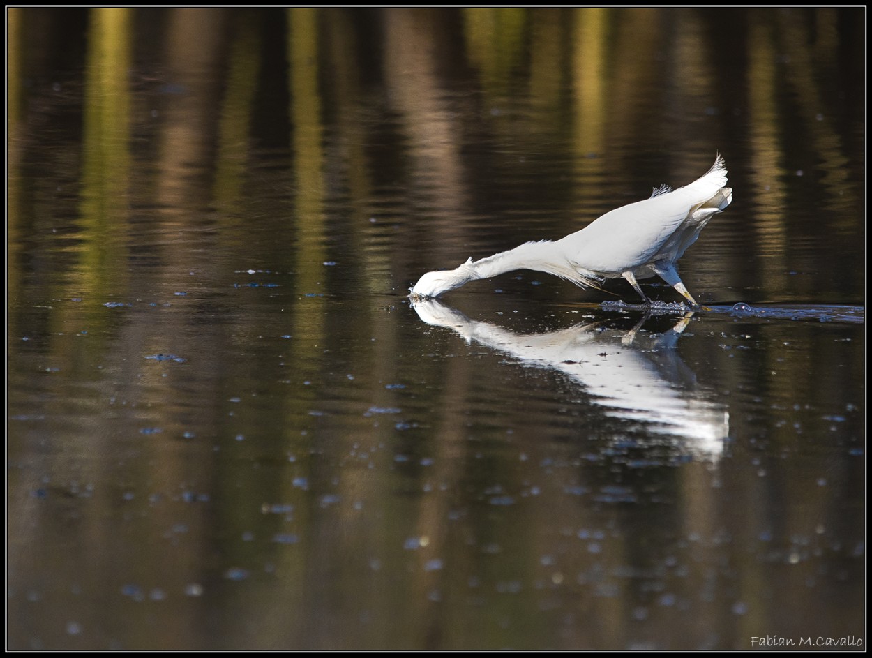 "Reflejos" de Fabian Cavallo