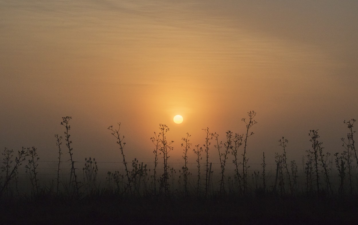 "amanecer con niebla" de Edith Polverini