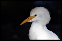 garza blanca