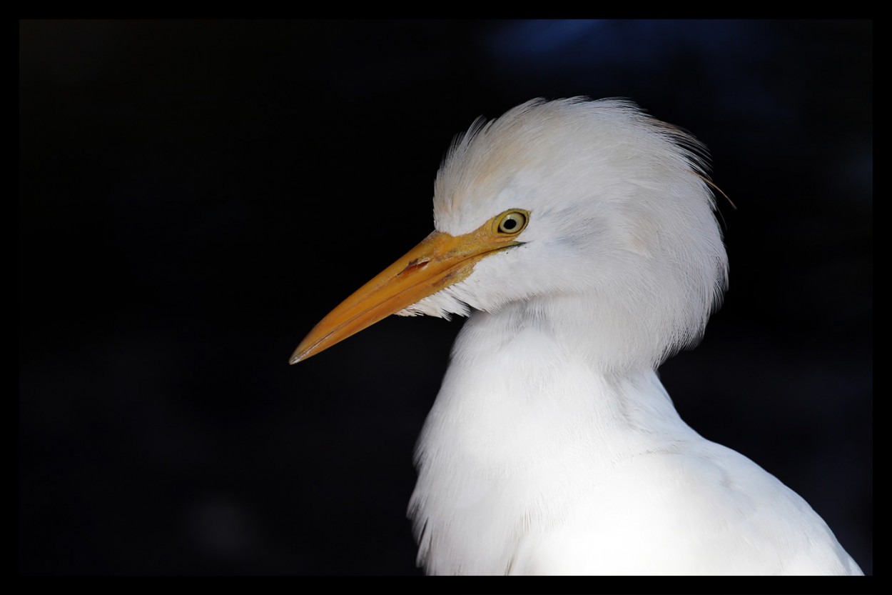 "garza blanca" de Maximiliano Jose Colman