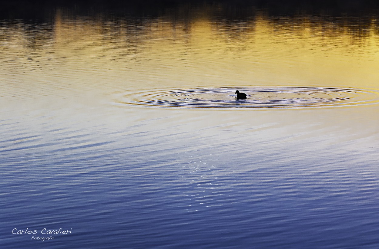 "placido flote en el lago" de Carlos Cavalieri