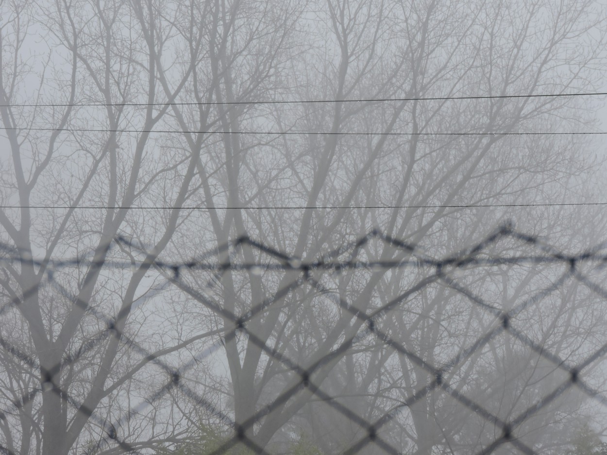 "Dia de niebla" de Maria Del Carmen Capacio