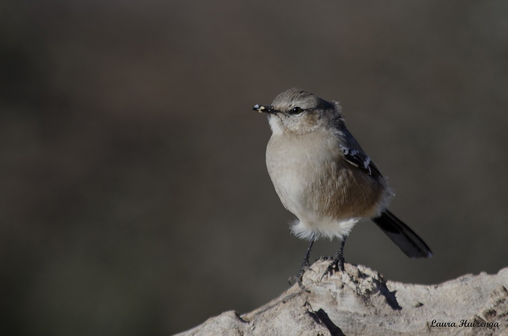 "Con las plumas al viento" de Laura Noem Huizenga