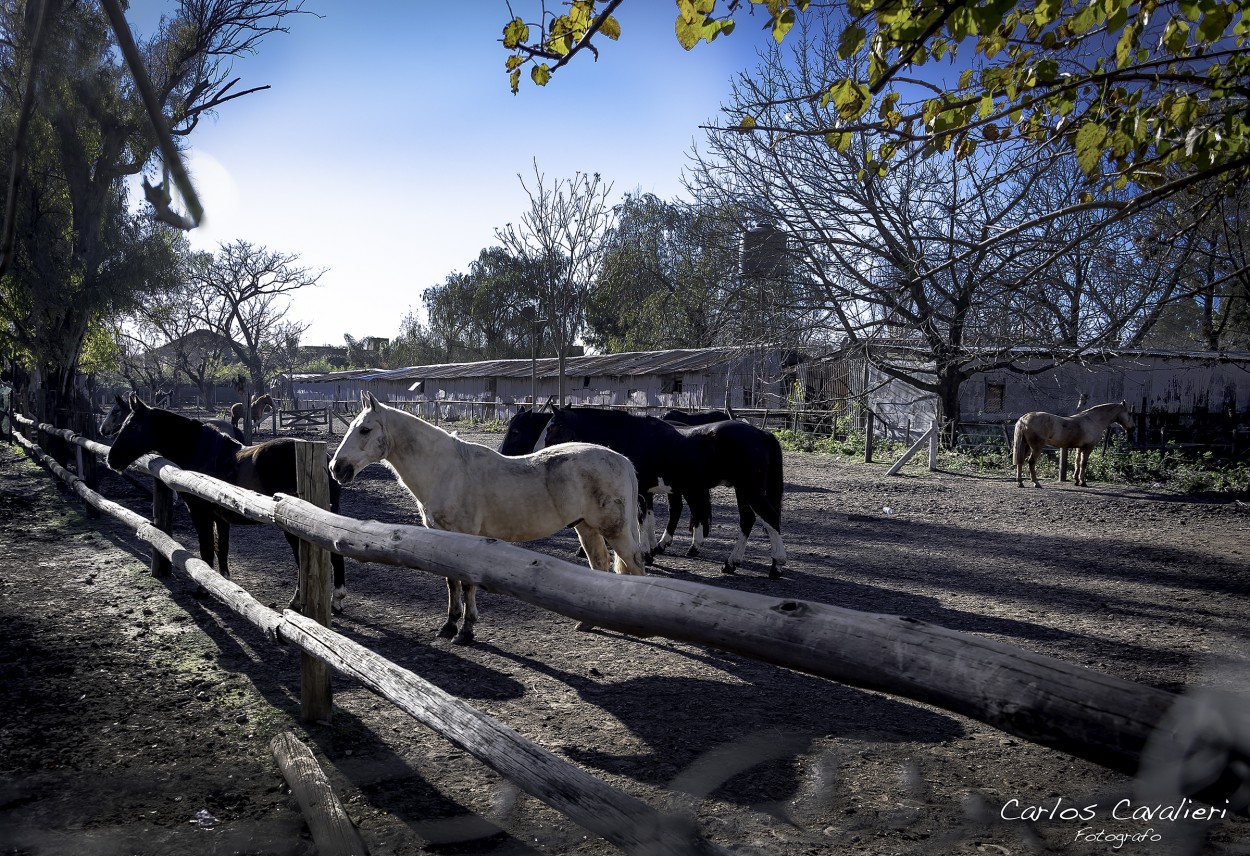 "Paisaje de campo Argentino" de Carlos Cavalieri