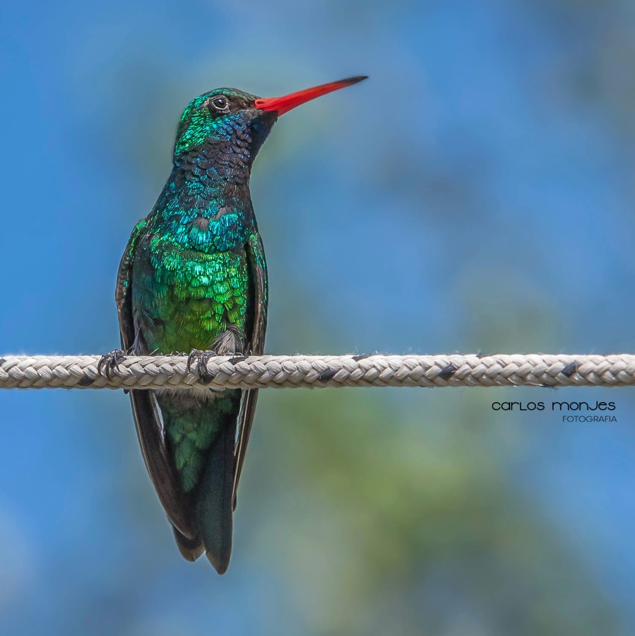 "Colibri" de Carlos Monjes