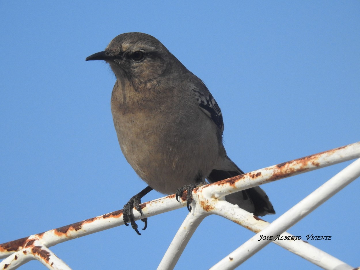 "Calandria" de Jose Alberto Vicente