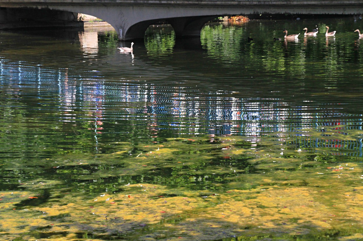 "el lago" de Guillermo Covelli