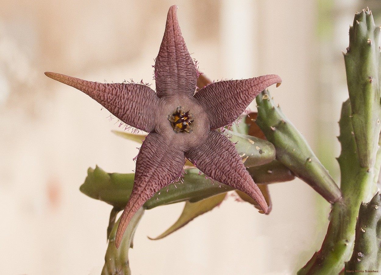 "Flor de cactus" de Nora Maria Sanchez